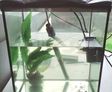 Small fish tank with over 30 guppy babies  - 17 litres