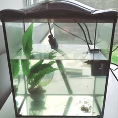 Small fish tank with over 25 guppy babies  - 17 litres