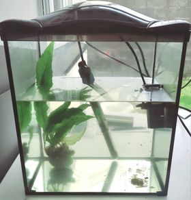 Small fish tank with over 25 guppy babies  - 17 litres