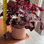 Purple Shamrock Image 2