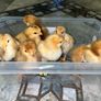 Hatching Eggs Image 5