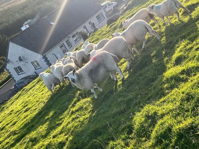 Hilltex organic ewe lambs