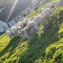 Hilltex organic ewe lambs Image 2