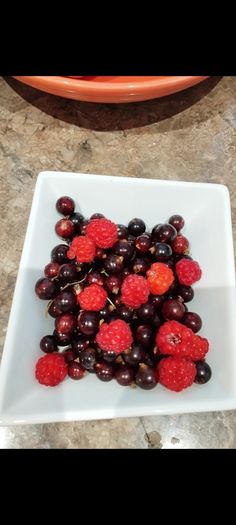Raspberry plant in a pot