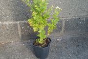 Feverfew plant