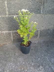 Feverfew plant