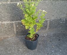 Feverfew plant