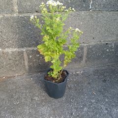 Feverfew plant
