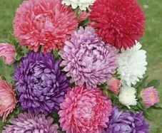 (A) Aster Krallen Mixed seeds 0.5g (414208)