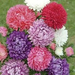 (A) Aster Krallen Mixed seeds 0.5g (414208)