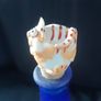 Paolo Chiari Designer Cat Wine stopper Image 10