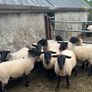 Suffolk hoggets Image 6