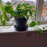Devil's Ivy plant Image 4