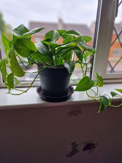 Devil's Ivy plant