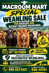 Weanling sale Macroom mart