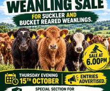 Weanling sale Macroom mart