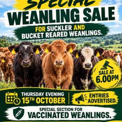 Weanling sale Macroom mart