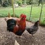 My best rooster available Image 4