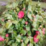 Camellia japonica Roger Hall pink Image 3