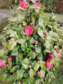 Camellia japonica Roger Hall pink