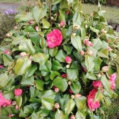 Camellia japonica Roger Hall pink