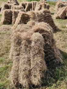 Square bales of hay for sale