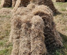 Square bales of hay for sale
