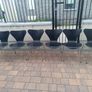 Set of six vintage 1972 Fritz Hansen Series 7 chairs by Arne Jacobsen Image 2