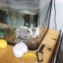 Aquarium all set Image 2