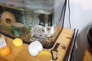 Aquarium all set