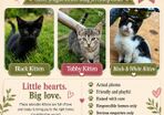 Playful Kittens Looking for Loving Homes