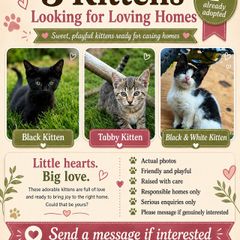 Playful Kittens Looking for Loving Homes