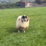 Sheep Image 10