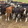40 Hereford Bulls Image 10