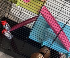 Hamster cage
