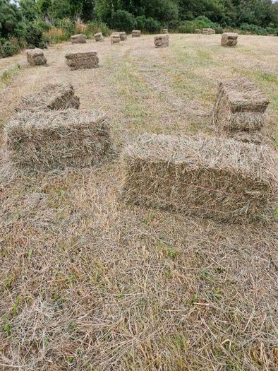 Organic Hay