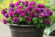 (P) Double Hybrid Petunia Seeds DUO F1 Burgundy seeds (415403)