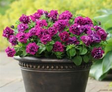 (P) Double Hybrid Petunia Seeds DUO F1 Burgundy seeds (415403)