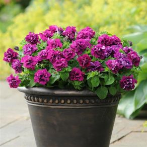 (P) Double Hybrid Petunia Seeds DUO F1 Burgundy seeds (415403)