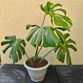 Monstera plant Image 2