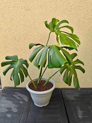 Monstera plant