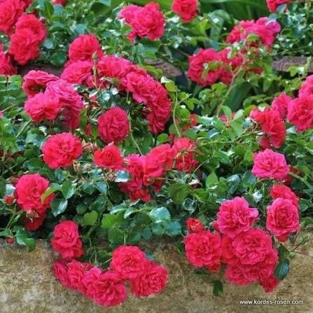 The Fairy Bare root roses