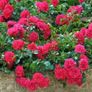 The Fairy Bare root roses Image 2