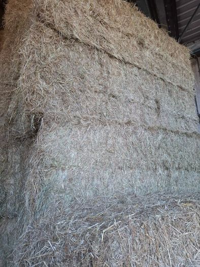 2026 Hay