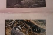 various mounted animal prints wild and tame