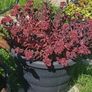 Large purple/wine Sedum perennial plant Image 2