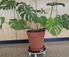 monstera house plant
