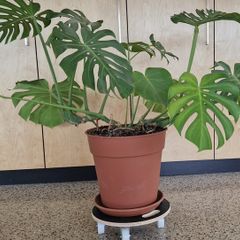 monstera house plant