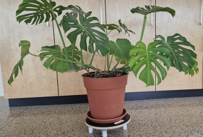 monstera house plant