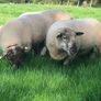 Belclare rams for sale Image 9